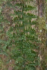 Trichomanes ankersii