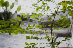 Phyllanthus liebmannianus