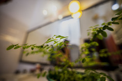 Phyllanthus liebmannianus