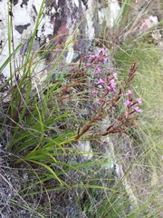 Disa saxicola