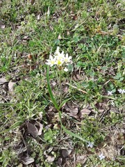 Nothoscordum bivalve
