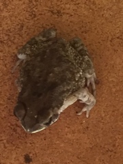 Duttaphrynus melanostictus