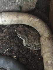 Duttaphrynus melanostictus