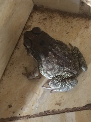 Duttaphrynus melanostictus