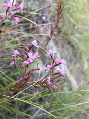 Disa saxicola