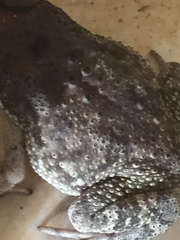 Duttaphrynus melanostictus