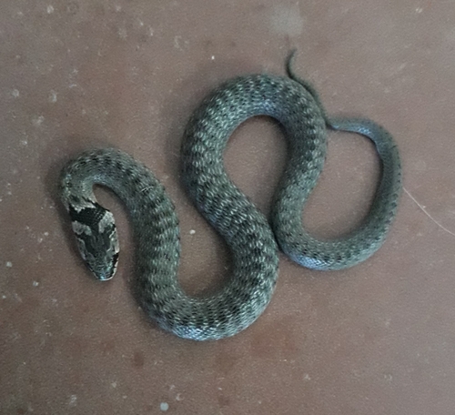 Iberian False Smooth Snake, 7000-083 Herdade da Mitra, Portugal, photo 10 of 10