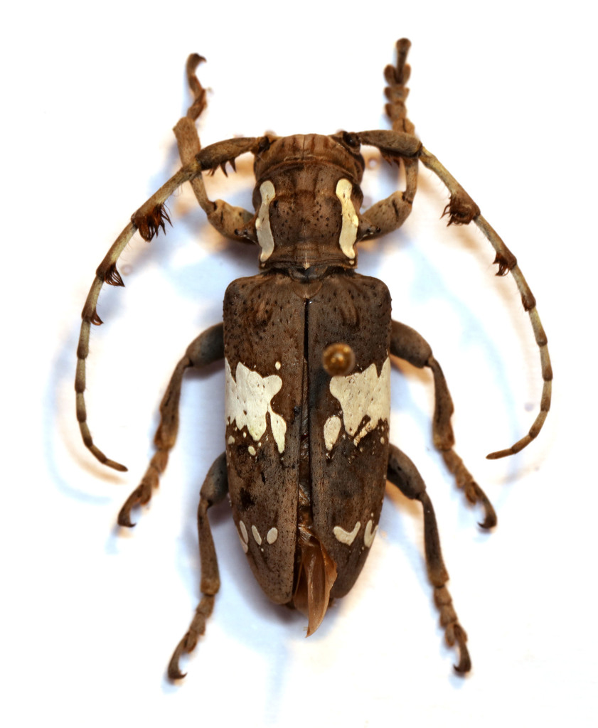 Pachystolini
