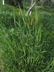 Hordeum spontaneum