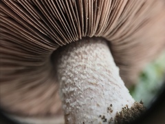 Agaricus devoniensis