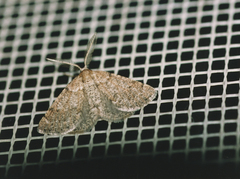 Drepanogynis athroopsegma