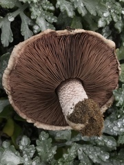 Agaricus devoniensis