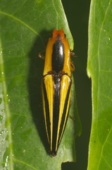 Semiotus taeniatus