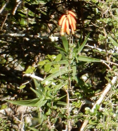 Aloiampelos ciliaris
