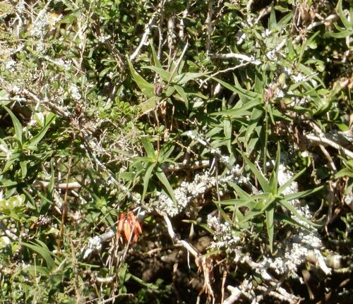 Aloiampelos ciliaris