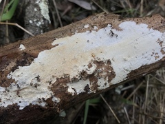 Trechisporales