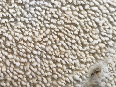 Trechisporales