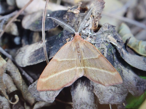 Capasa insularis
