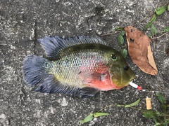 Amphilophus trimaculatus