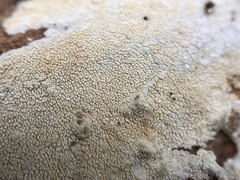 Trechisporales