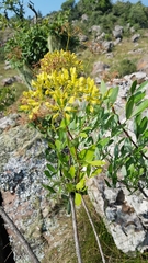 Heteromorpha arborescens frutescens
