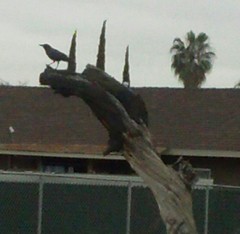 Corvus brachyrhynchos