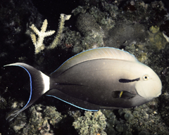 Acanthurus nigricauda