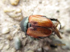 Anisoplia tempestiva