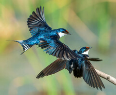 White-Throated Swallow photo 4