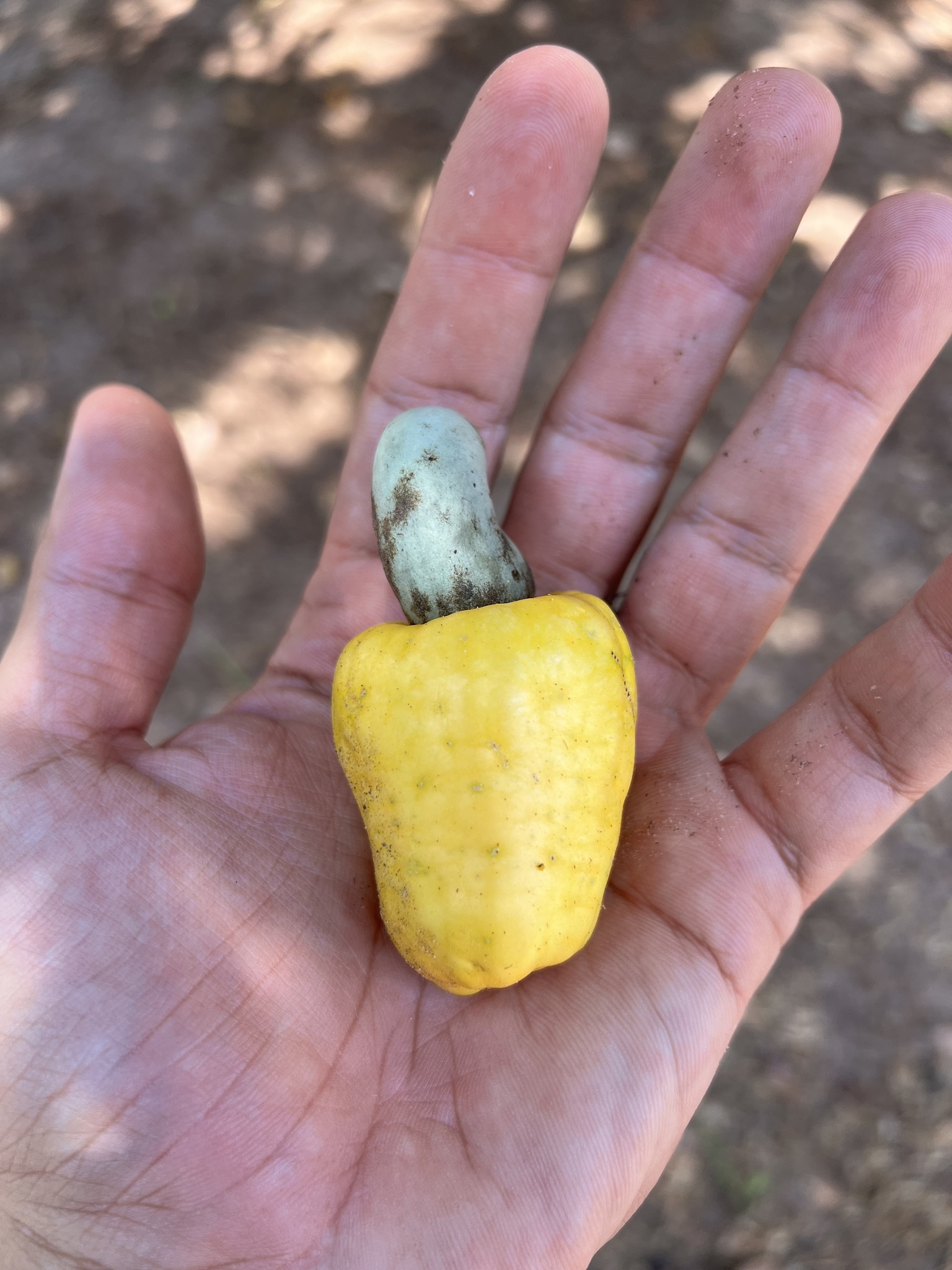 Anacardium occidentale