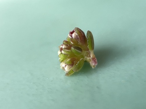 Image of Erica serrata by (c) Charleen Brunke, some rights reserved (CC BY)