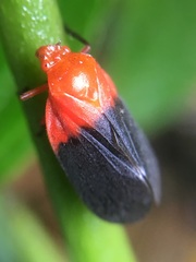 Sphenorhina rhodopepla