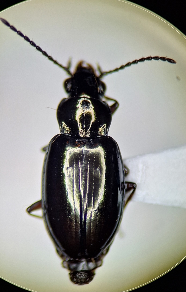 Lionepha