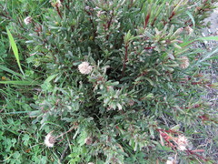 Limbarda crithmoides longifolia