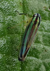 Sibovia taeniatifrons