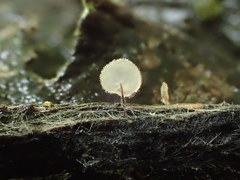 Gloiocephala