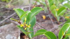 Cryptolepis cryptolepioides