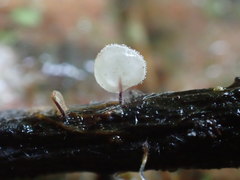 Gloiocephala