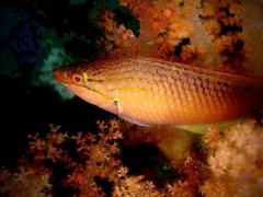 Red Naped Wrasse photo 4