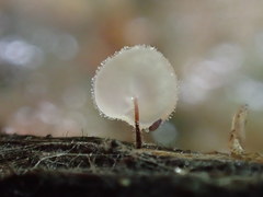 Gloiocephala