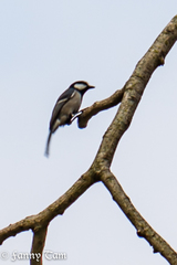 Parus minor commixtus