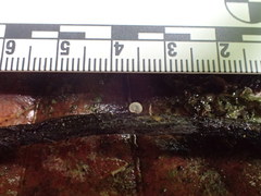 Gloiocephala