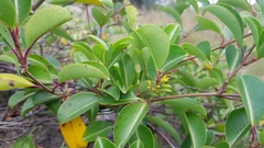 Cryptolepis cryptolepioides