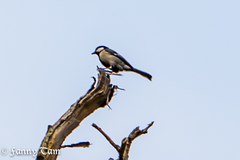 Parus minor commixtus