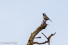 Parus minor commixtus
