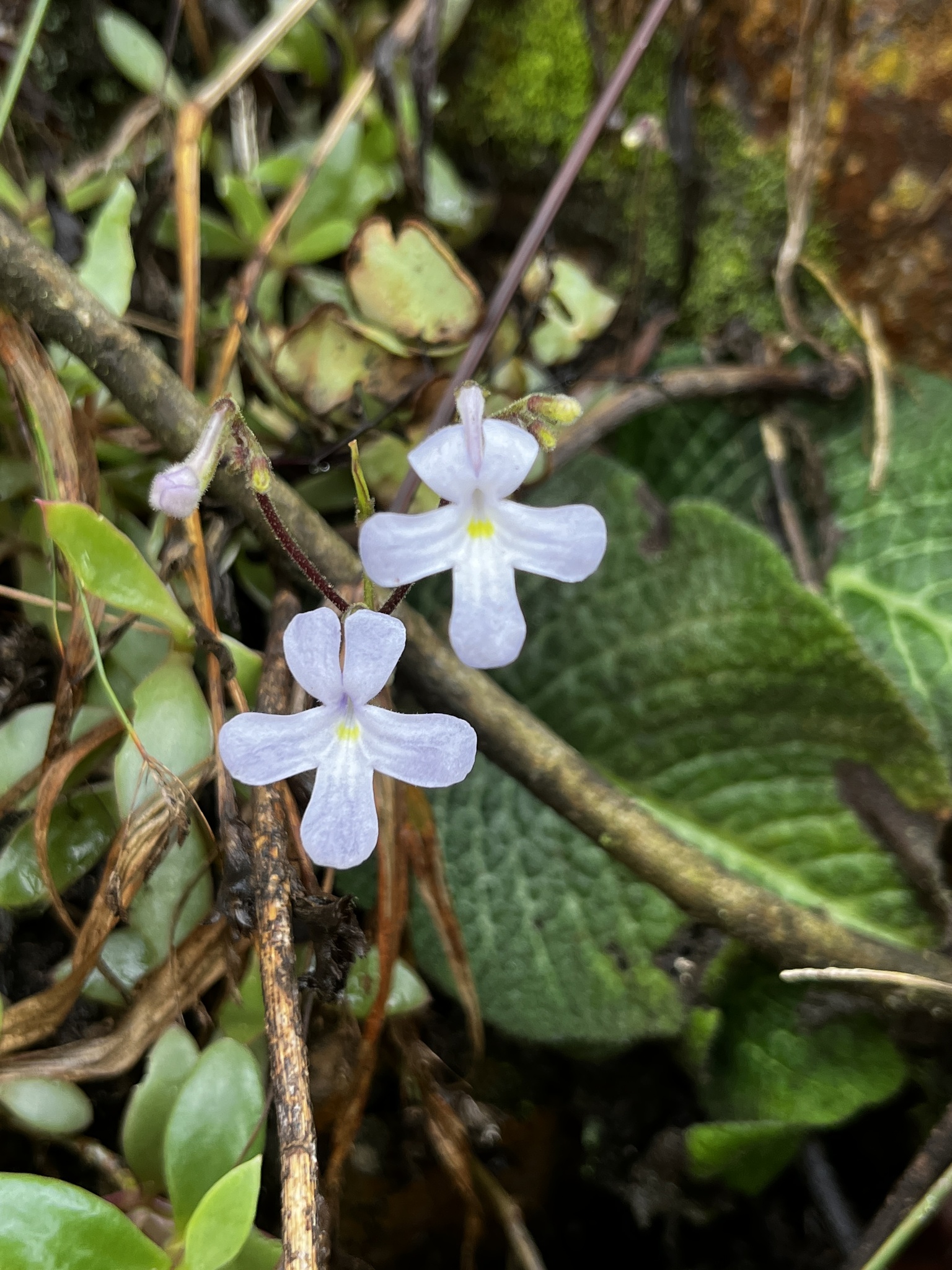 Streptocarpus prolixus