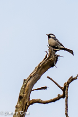 Parus minor commixtus