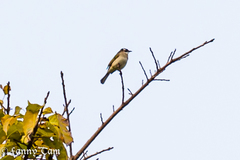 Parus minor commixtus