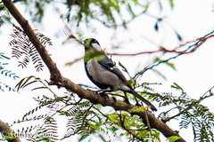 Parus minor commixtus