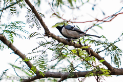 Parus minor commixtus